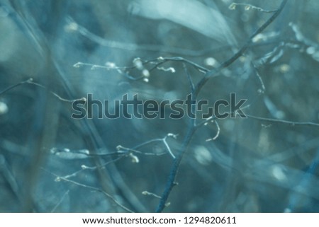 spring mood, natural background, blurred, tree branches in the rain