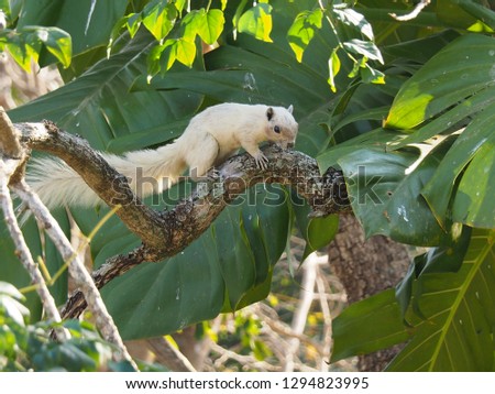 The white squirrel is climbing the branches.