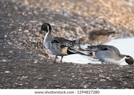 Northern Pintail Duck (Anas acuta) standing on the shore of a lake