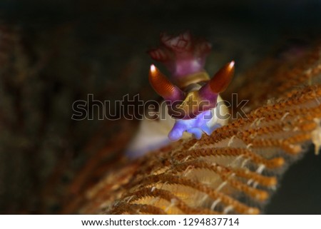 Nudibranch  Nembrotha chamberlaini. Picture was taken in Lembeh Strait, Indonesia