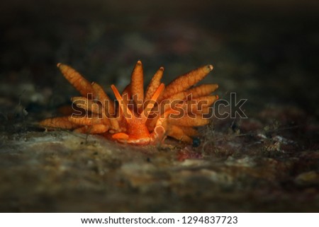 Nudibranch  Phestilla melanobrachia juv. (NSSI 1). Picture was taken in Lembeh Strait, Indonesia