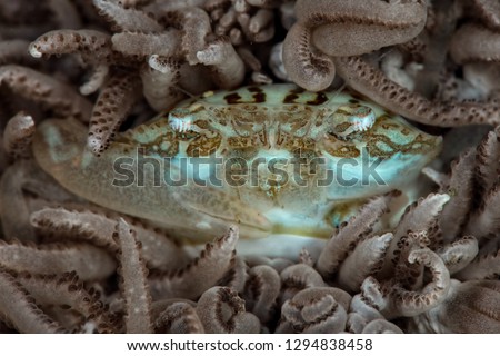 Xenia swimming crab (Caphyra loevis). Picture was taken in Lembeh Strait, Indonesia
