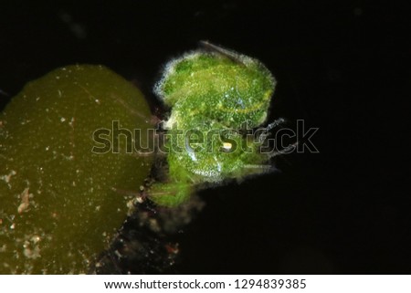 Little Green Shrimp (Phycocaris sp.). Picture was taken in Lembeh Strait, Indonesia