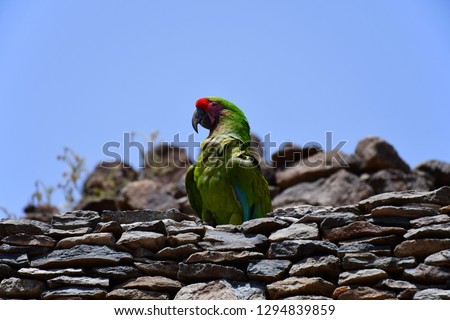 An image of a macaw parrot (Ara) with a green, blue and red colors, sitting on a top of a stone breastwall on a background of another wall and a blue sky