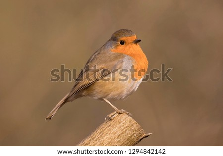 Adult Robin (erithacus rubecula) perched on a log in the winter sunshine at Forest Farm Nature Reserve, Cardiff, South Wales, UK