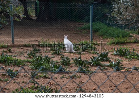 Kangaroo in a cage