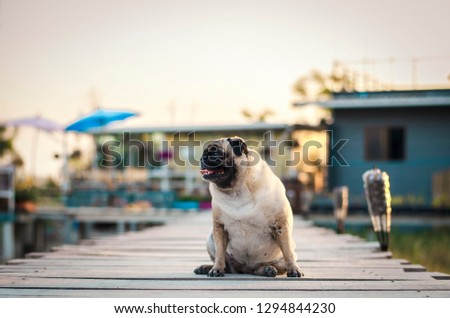 Adorable pug dog sitting on wooden bridge with coffee shop and sunset background.
