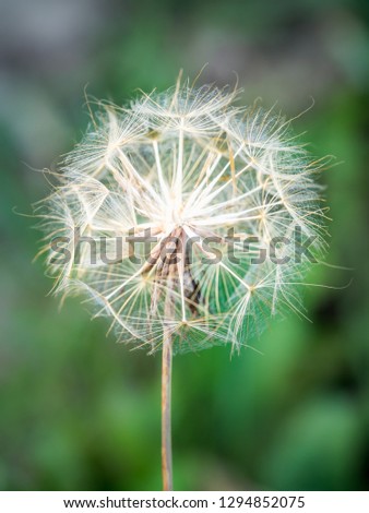White dandelion on nature green background. Closeup portrait of a dandelion in nature. Flower in nature.