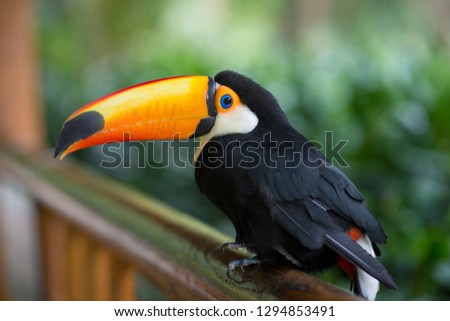 The beautiful toucan is in  the green forest.