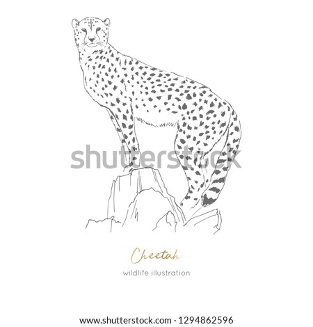 Vector illustration of cheetah standing on dry tree. Hand drawn ink realistic sketching isolated on white. Perfect for logo branding t-shirt coloring book design.