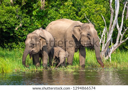Asian elephant. Yala National Park. Sri Lanka. Royalty-Free Stock Photo #1294866574