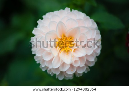 Close photo of a white dahlia flower, beautiful pic.