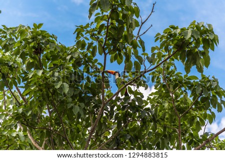 Toucan in the trees.