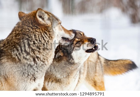 wolves playing in snow