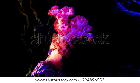 Amazing colorful soft coral in aquarium