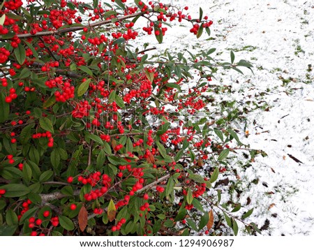 Branches of Red Berries, Cotoneaster frigidus 'Cornubia' Family: Rosaceae, 
with snow in winter scene. 
