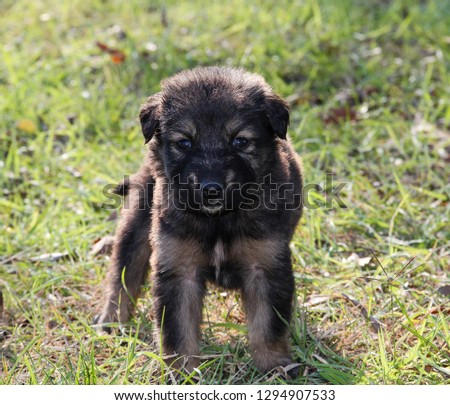 small puppy dog
