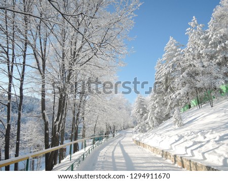 Beautiful Sunny snowy road among the pines