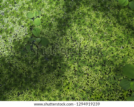 Green leaf texture: Duckweed or water lettuce is leaves natural background on water. Lemnoideae is floating pond plant.small aquatic plant.selective focus.Water lettuec, Aquatic Plant,