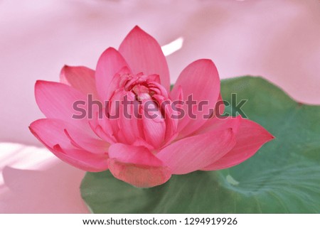 Lotus flower with leaf top view