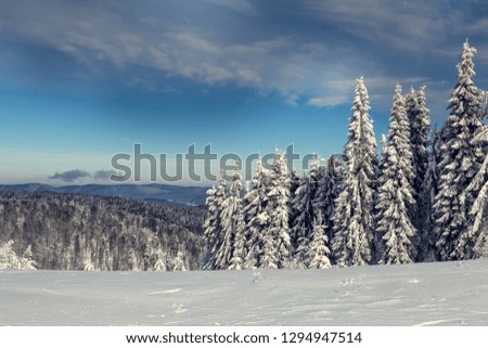Winter in the mountains with snow-covered trees.