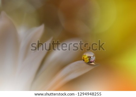 Beautiful Spring Nature Background and white flower.Abstract Macro Photography.Artistic closeup concept.Web Banner for design and website.Amazing Colorful Wallpaper.Orange and Yellow Colors.Floral Art