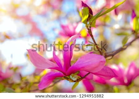 cute color of magnolia in spring. macro. spring background. space for text