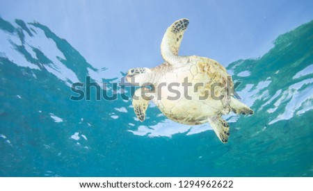 Sea Turtle lit up from Below