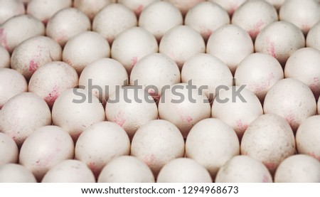 Lots of eggs on table, white egg pattern texture. Chicken eggs layed for background. Ucooked egg group illustration