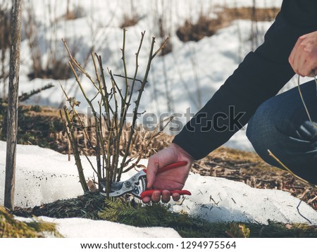 gardener cutting back shoots and branches on a rose shrub to remove any dead or diseased growth and shape the plant Royalty-Free Stock Photo #1294975564