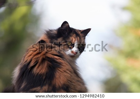 Cat in forest, Spain.