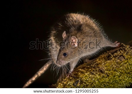 Wild Brown rat (Rattus norvegicus) turning on log at night. High speed photography image