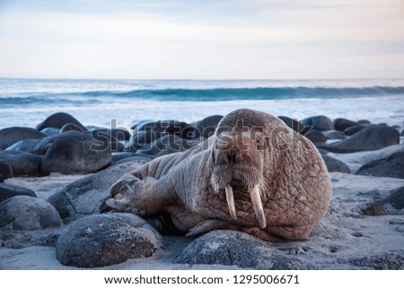 A walrus rests on the rocky beach in Norway
