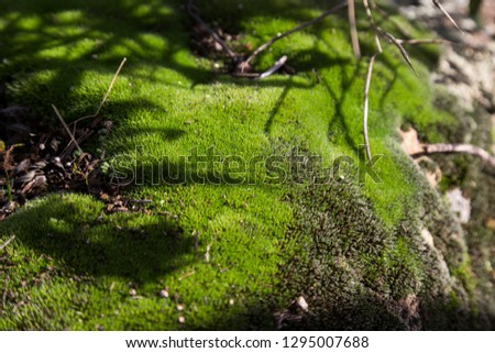 Big green moss, Spain.