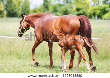 Purebred mare and her few weeks old filly galloping in summer flowering pasture idyllic picture