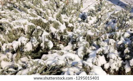 Winter background. Snow-covered green bushes in winter forest. Branch with loose snow in focus on blurred forest background. Snow covered bushes, branches in snow, snow on branches.