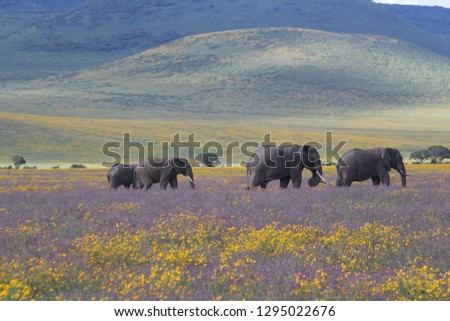 Elephants grazing in the Ngorongoro Flowers