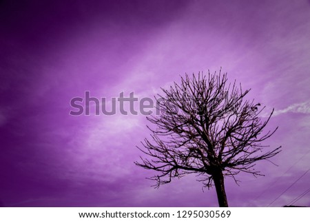 Trees on sky background