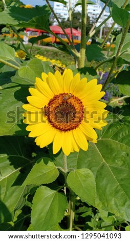 Sunflower blooming and bee show after sunrise at beautiful flowers garden in northern thailand winter