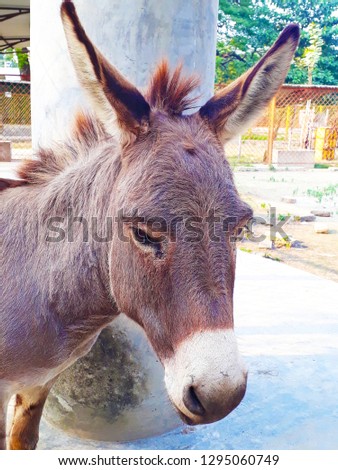 Donkey Picture, The donkey or ass is a domesticated member of the horse family, Equidae. The wild ancestor of the donkey is the African wild ass, E. africanus. 