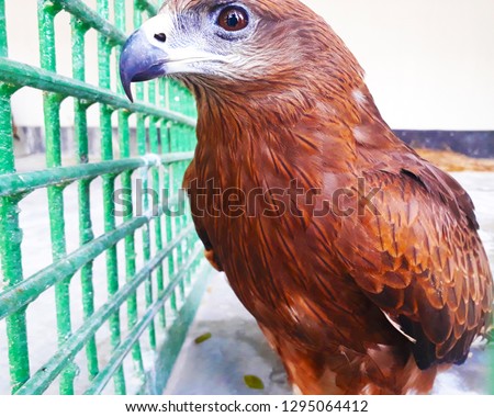 Falcon Bird Picture, Falcons are birds of prey in the genus Falco, which includes about 40 species. Falcons are widely distributed on all continents of the world except Antarctica