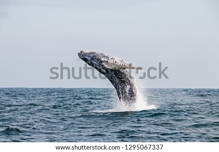 Humpback whale jumping in the peruvian Pacific Ocean. Third stretch. Piura. Peru.