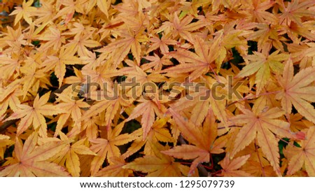 This is Momiji that colors the mountain of autumn in Japan. Momige is not autumn but green in season, but it turns red and yellow when it comes around October and it is a beautiful tree.