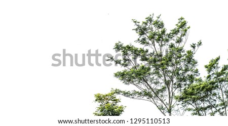 Beautiful green trees with white backgrounds in high definition - Picture