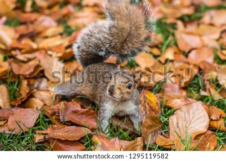 Squirrel Autumn leafs