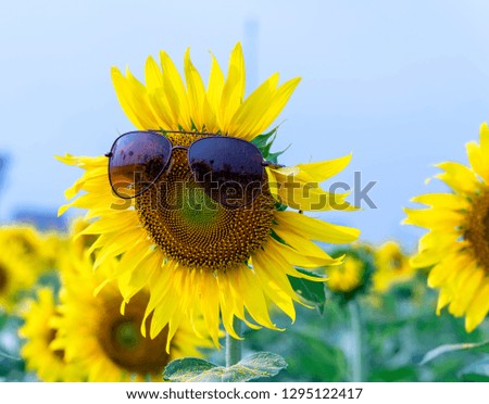 Beautiful sunflowers wear sunglasses in sunny days at the flower garden. Funny abstract picture of diversity of life