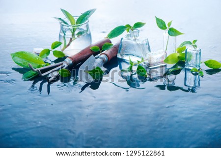 Green plants in glass jars on a wet background with gardening tools. Spring concept with copy space
