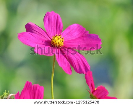 Deep pink Cosmos flower in field, softly blurry green backdrop. 