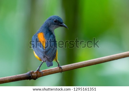 Orange-bellied Flowerpecker in the forest at southern of Thailand.