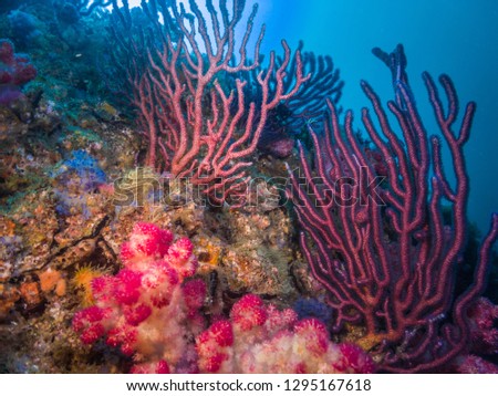 Reef scene. Sea fans or gorgonians and blue water background. Owase, Mie, Japan